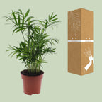 Detailfoto van Chamaedorea elegans, Mexicaanse bergpalm, 40 cm hoog