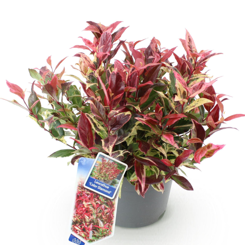 Leucothoe Colour Diamond, sierlijke plant