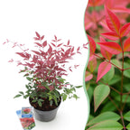 Nandina Obsessed, plant in pot