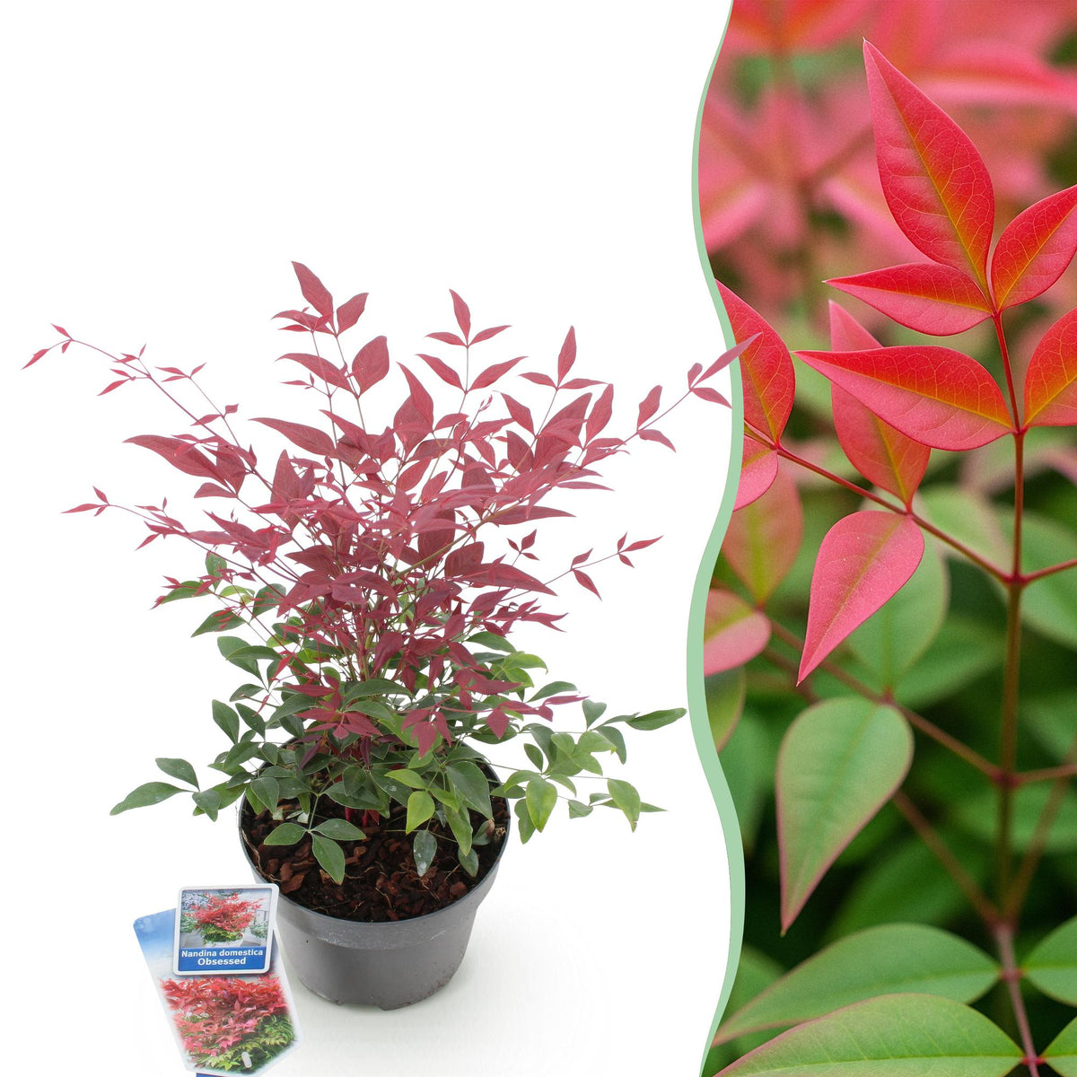 Nandina Obsessed, plant in pot