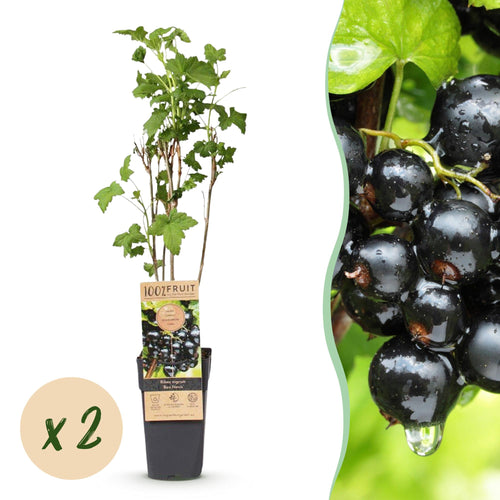 2x Bessenplant Ben Nevis, plant in pot