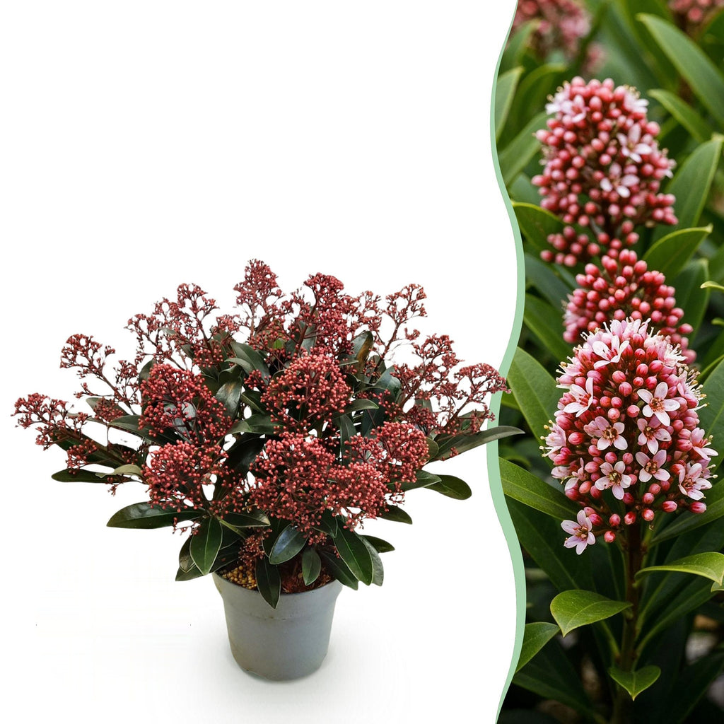 Skimmia japonica Rubella, 30 cm hoog, plant in pot