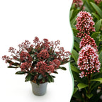 Skimmia japonica Rubella, 30 cm hoog, plant in pot