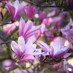 Magnolia Betty, sterke plant