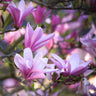 Magnolia Betty