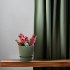 Detailfoto van Sarracenia Maroon