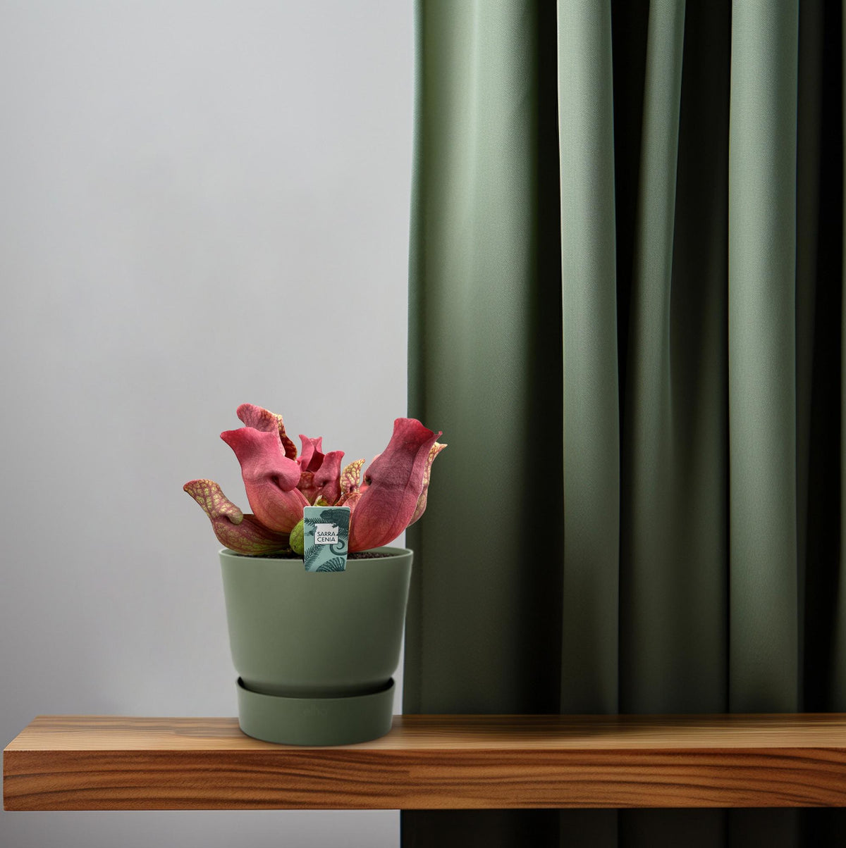 Detailfoto van Sarracenia Maroon