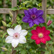 Clematis tricolour mix - driekleurige bosrank - set van 9 - Ø9 cm