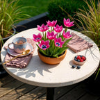 Tulp Little Beauty, plant in pot