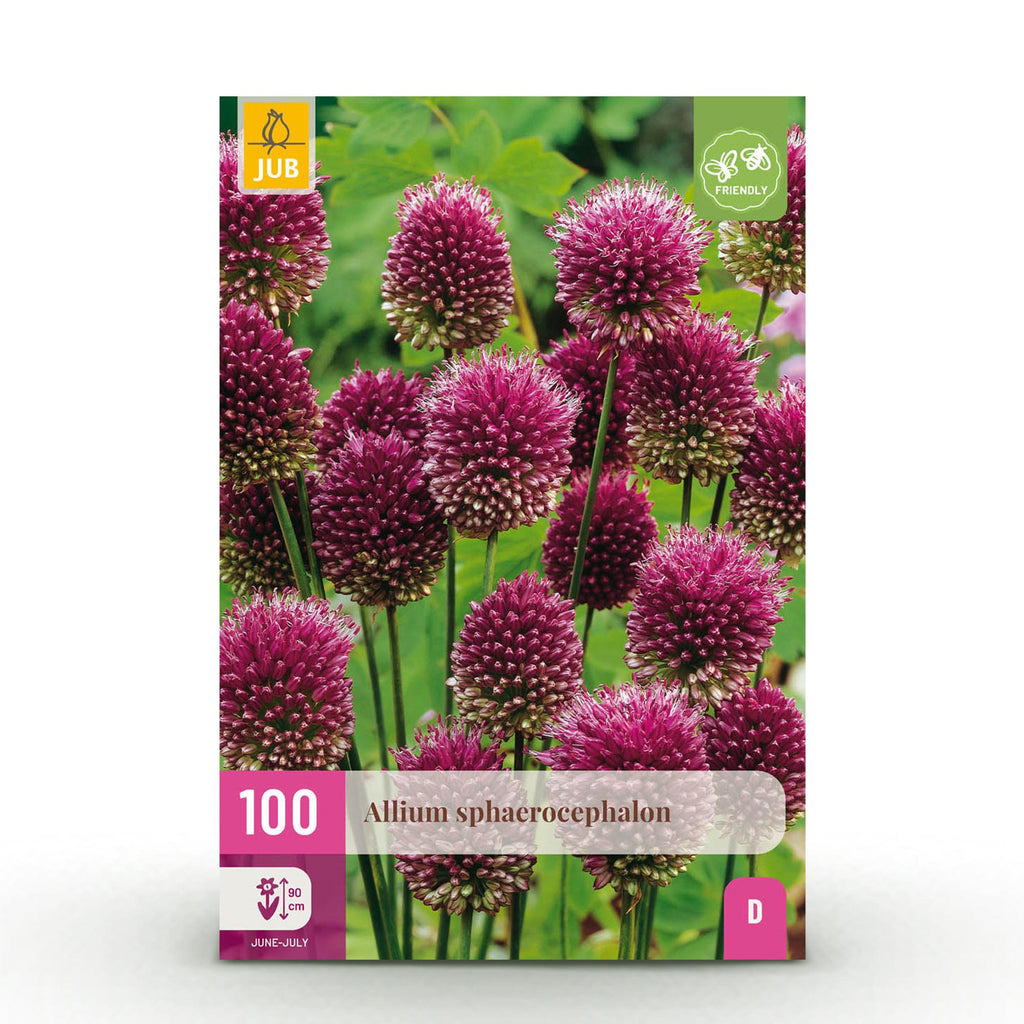 Allium Sphaerocephalon, detail van het blad