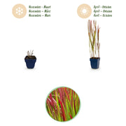 Imperata cylindrica Red Baron - Japans bloedgras - Rode uitlopers - Rood - 24 Planten
