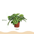 Maranta Silverband, Lemon Lime, Kerchoveana, met mand, kenmerkend blad