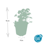 24x Geranium cant. &