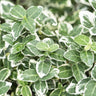 24x Euonymus fort. 'Emerald Gaiety'