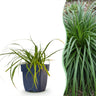 Carex oshimensis 'Evergreen' - Japanse zegge - 12 planten
