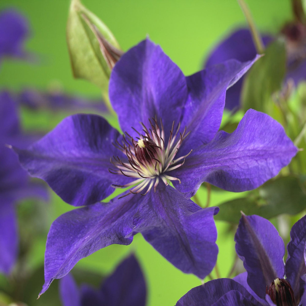 Productafbeelding van Pureplant