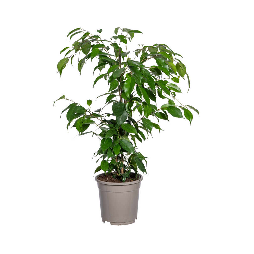 Ficus Benjamina Exotica, detail van het blad