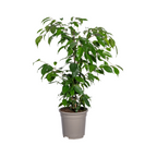 Ficus Benjamina Exotica, detail van het blad