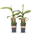 Productafbeelding van Pureplant