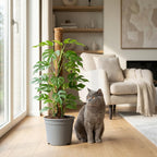Mini Gatenplant - Monstera Minima Mosstok met grijze pot, kenmerkend blad
