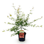 Japanse esdoorn Acer palmatum Pink Dwarf, groene bladeren