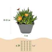 6x - Delosperma mix - Ø7cm - ↕10-12cm