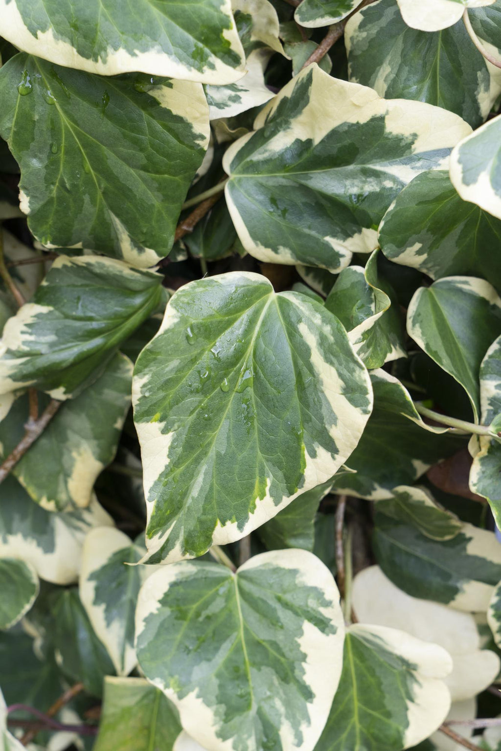 Detailfoto van Hedera colchica 'Dentata Variegata'