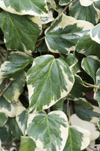 Detailfoto van Hedera colchica 'Dentata Variegata'
