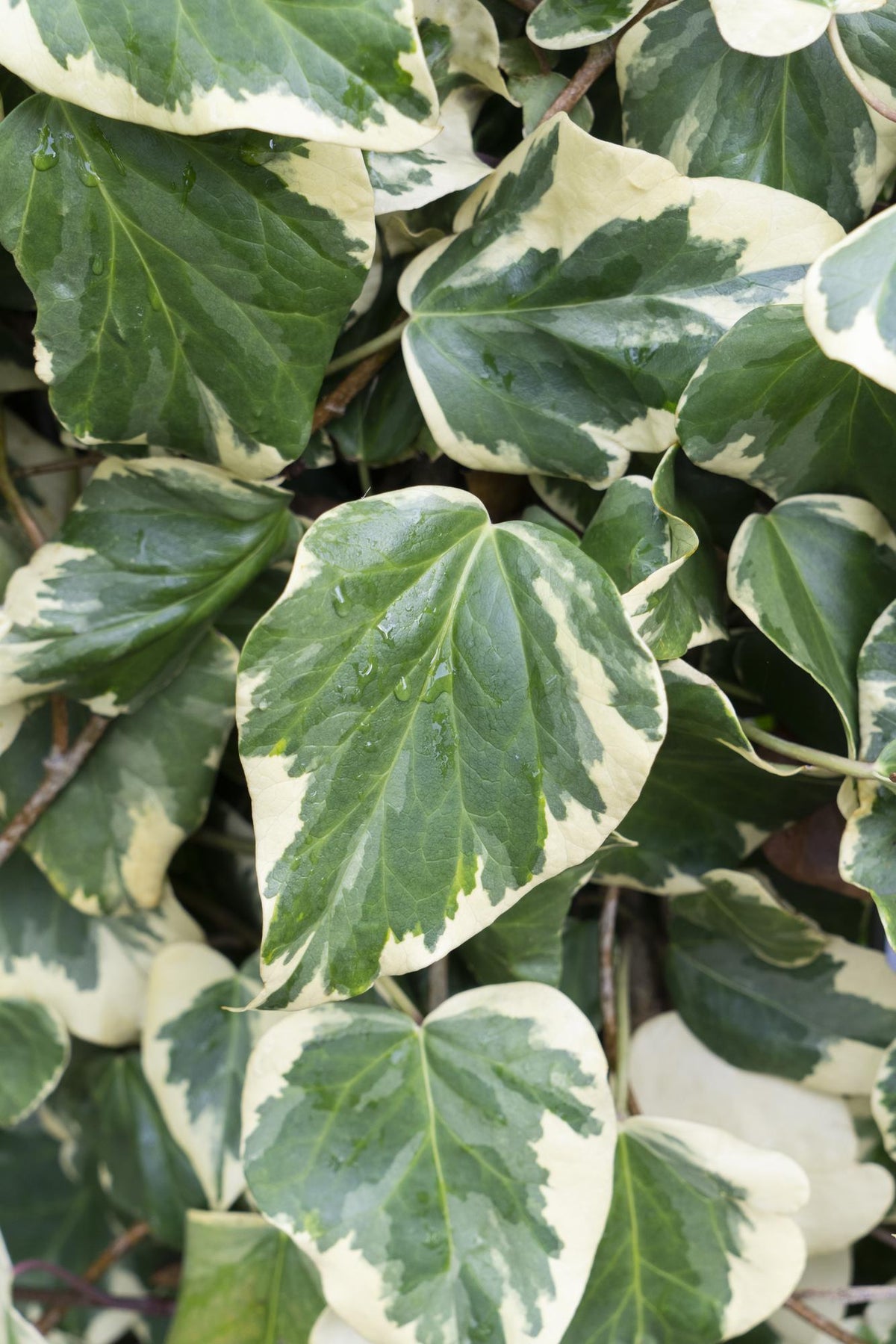 Detailfoto van Hedera colchica 'Dentata Variegata'