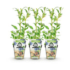 Blauwe bes Vaccinium corymbosum Northland, plant voor tuin en border
