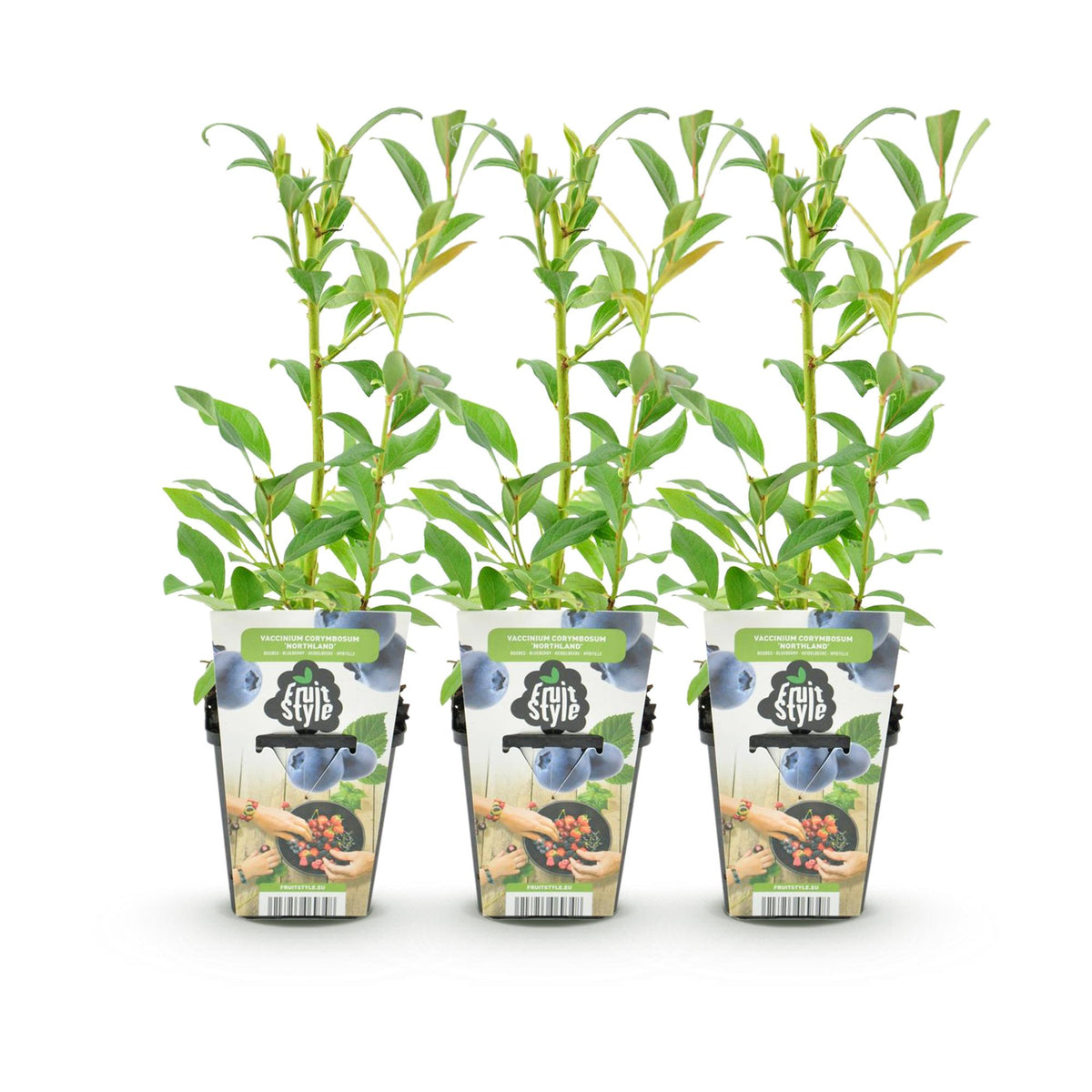 Blauwe bes Vaccinium corymbosum Northland, plant voor tuin en border