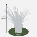3 x Acorus gramineus 'Argenteostriatus', plant in pot