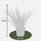 3 x Acorus gramineus 'Argenteostriatus', plant in pot