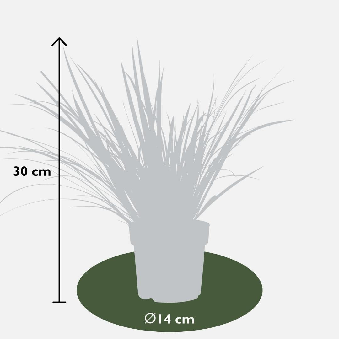 3 x Acorus gramineus 'Argenteostriatus', plant in pot