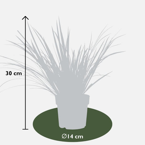 3 x Acorus gramineus 'Argenteostriatus', plant in pot
