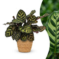 Calathea Makoyana - Pauwenplant met Mand, plant in pot