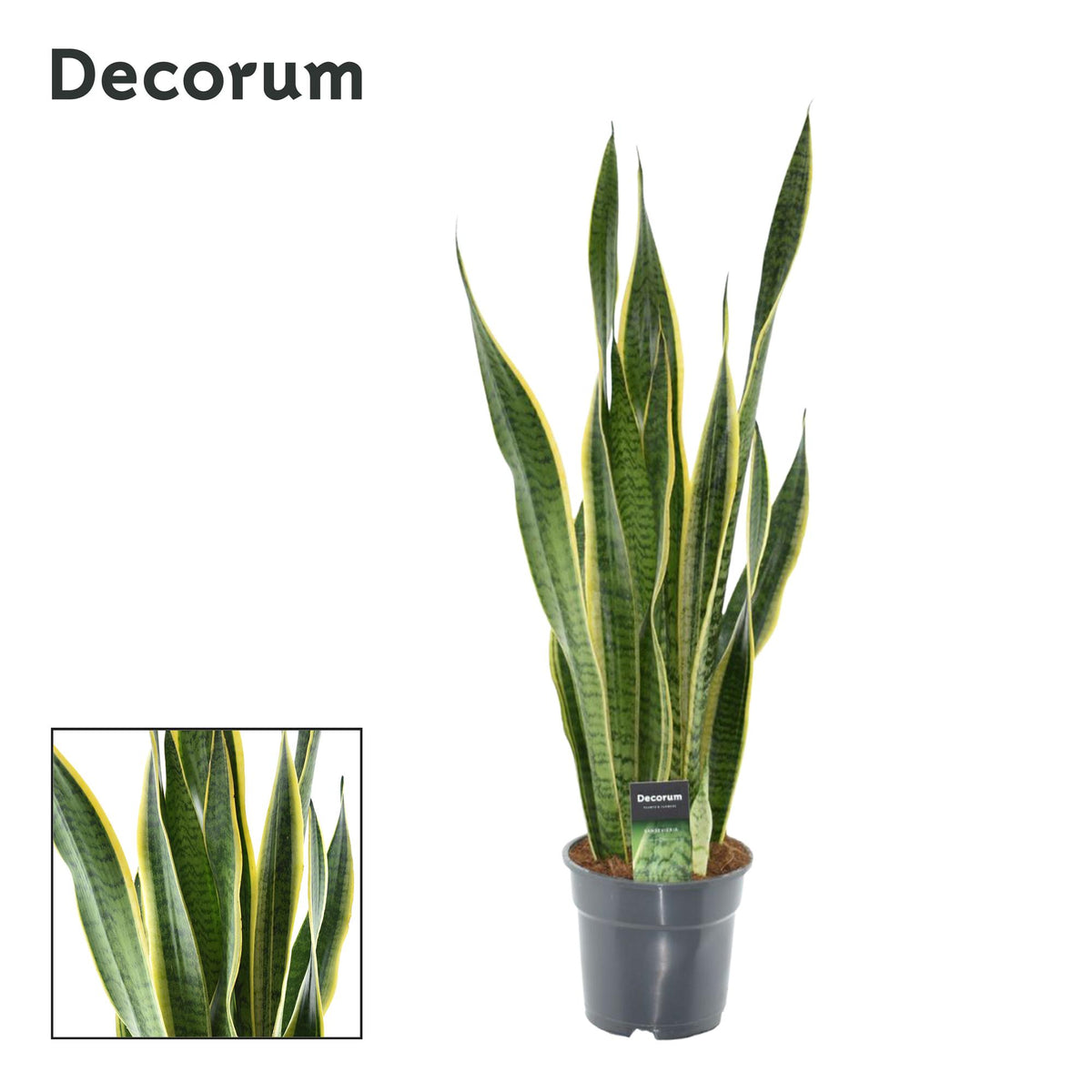 Productfoto van Sansevieria Laurentii XL (Decorum)