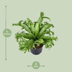 Detailfoto van Asplenium Nidus Crissie