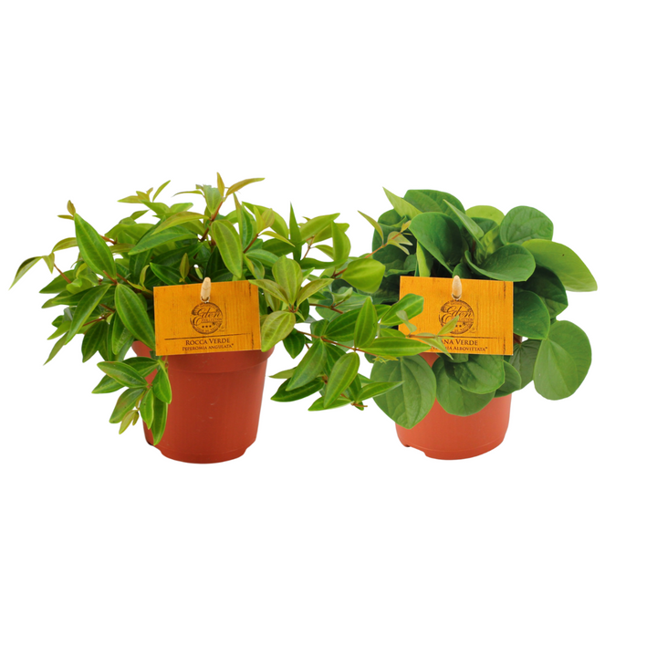 Peperomia Duo 2.0 - 2 stuks
