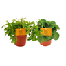 Peperomia Duo 2.0 - 2 stuks
