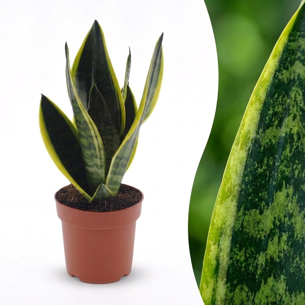 Sansevieria Future Superb - Vrouwentong, detail van het blad