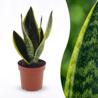 Sansevieria Future Superb - Vrouwentong, detail van het blad