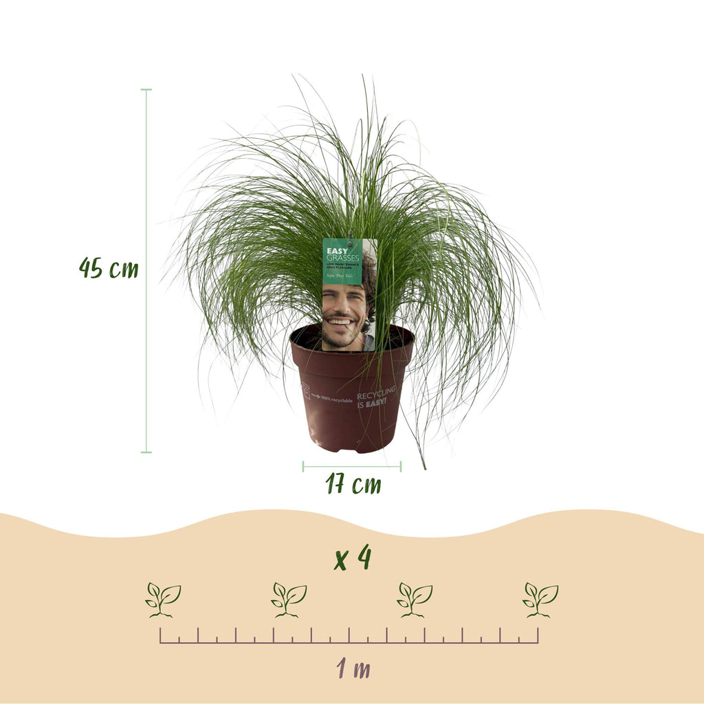 Stipa tenuifolia Pony Tails, groene bladeren