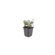 Origanum laevigatum &
