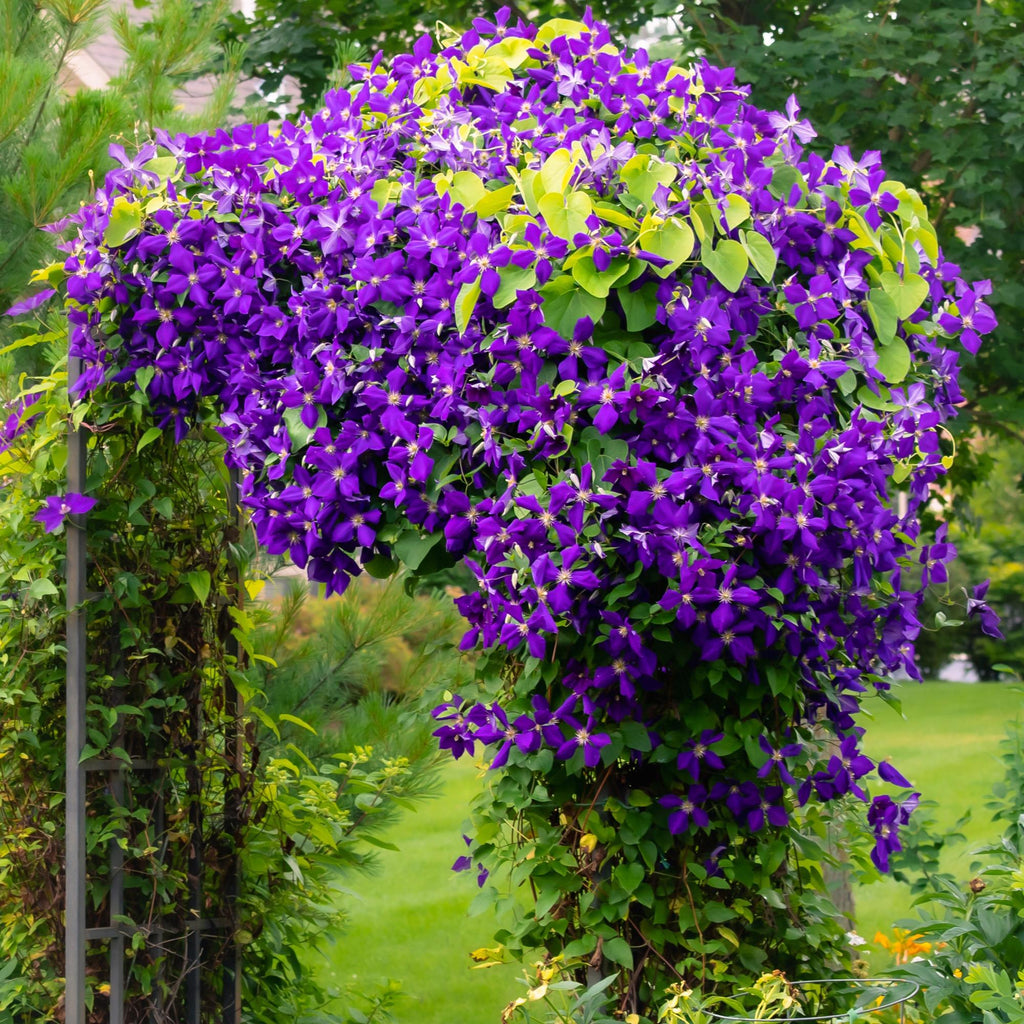 Clematis Jackmanii, kenmerkend blad