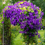 Clematis Jackmanii, kenmerkend blad