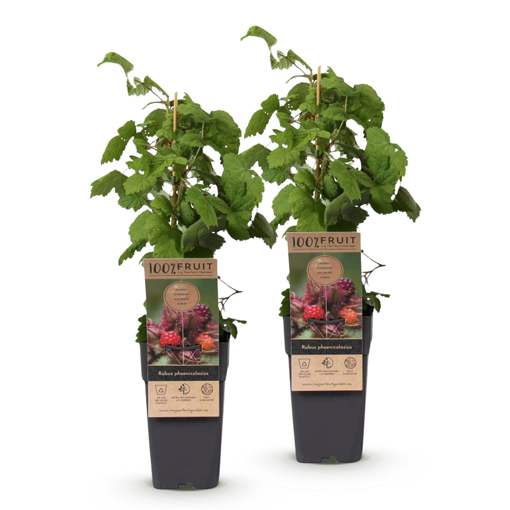 2x Japanse wijnbes, detail van het blad