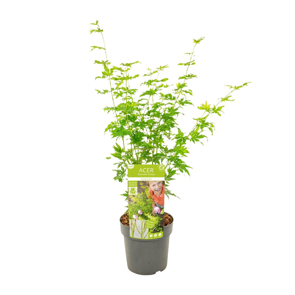 Acer palmatum 'Going Green', Japanse esdoorn, 50 cm hoog, groeiwijze van de plant
