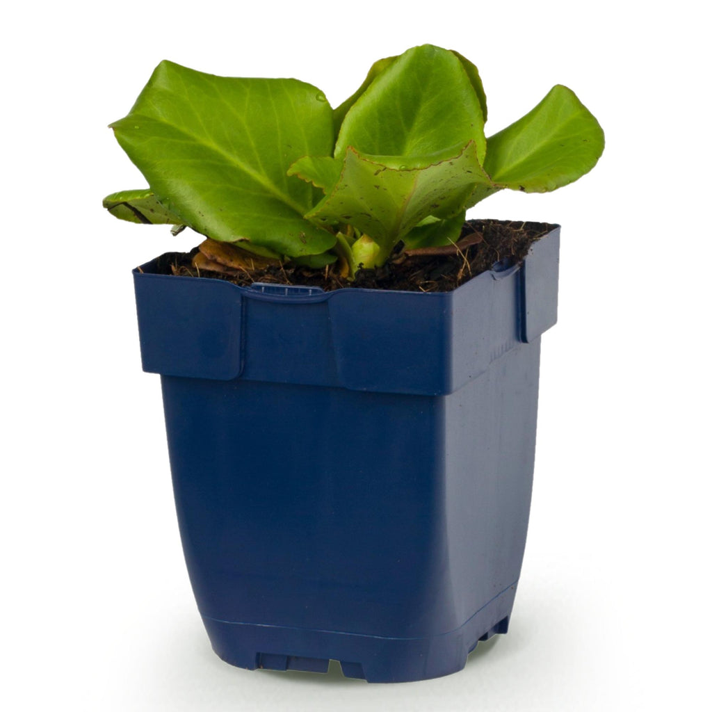 Bergenia cordifolia - Schoenlappersplant - Schaduw - Roze, decoratieve plant