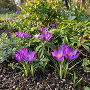 Krokus &